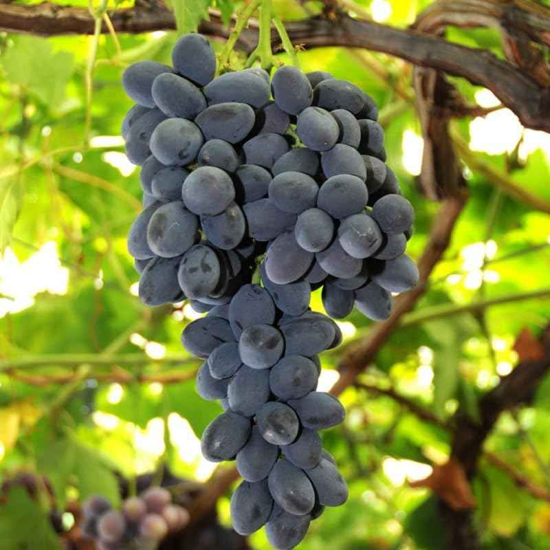 Grape Vine Plant Live for Planting, Grape Plant Live Grape Tree 1 to 2 Years Old, Grape Fruit Tree for Planting, Well-Rooted (Summer Royal Grape)