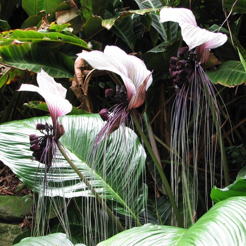 White Tacca Plants Live in 4 Inch Pot, White Bat Flower Well Rooted for Planting Indoor Outdoor, Ornamental Houseplant