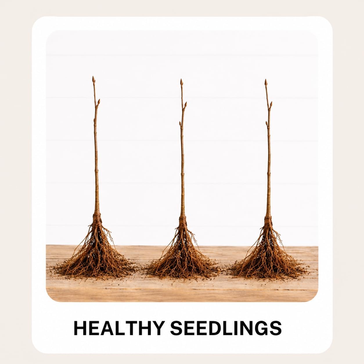 3-Pack Japanese Red Maple Seedlings (12-18" Tall) – Dormant Bare Root Trees – Vibrant Ornamental Landscape Starter Trees
