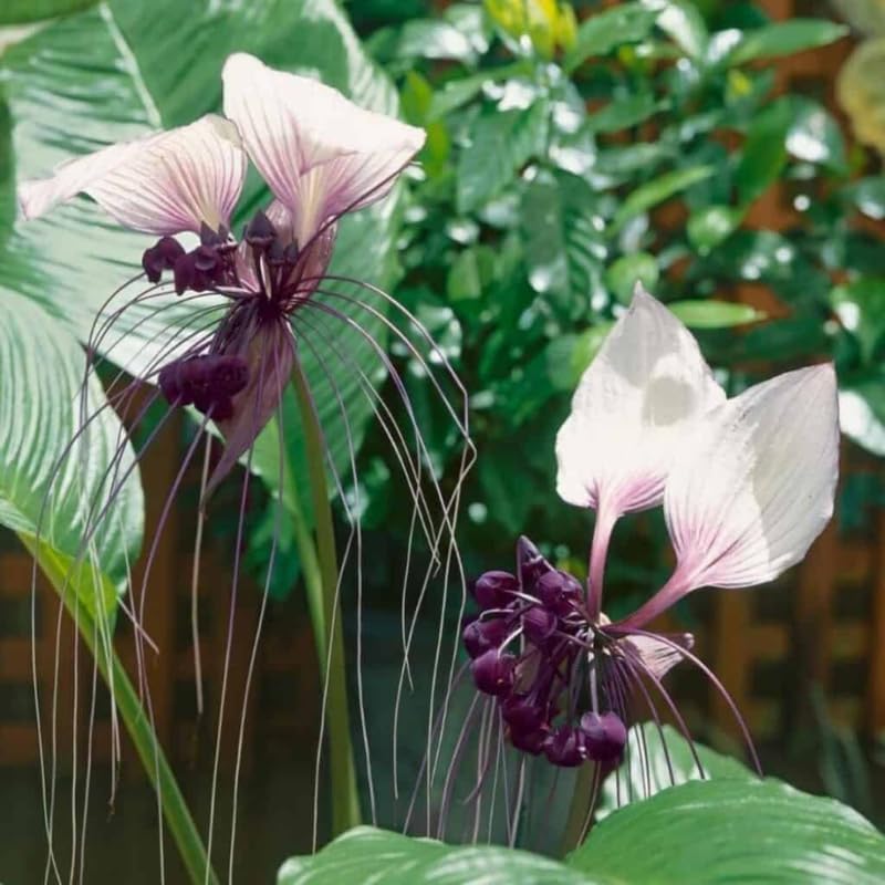 White Tacca Plants Live in 4 Inch Pot, White Bat Flower Well Rooted for Planting Indoor Outdoor, Ornamental Houseplant
