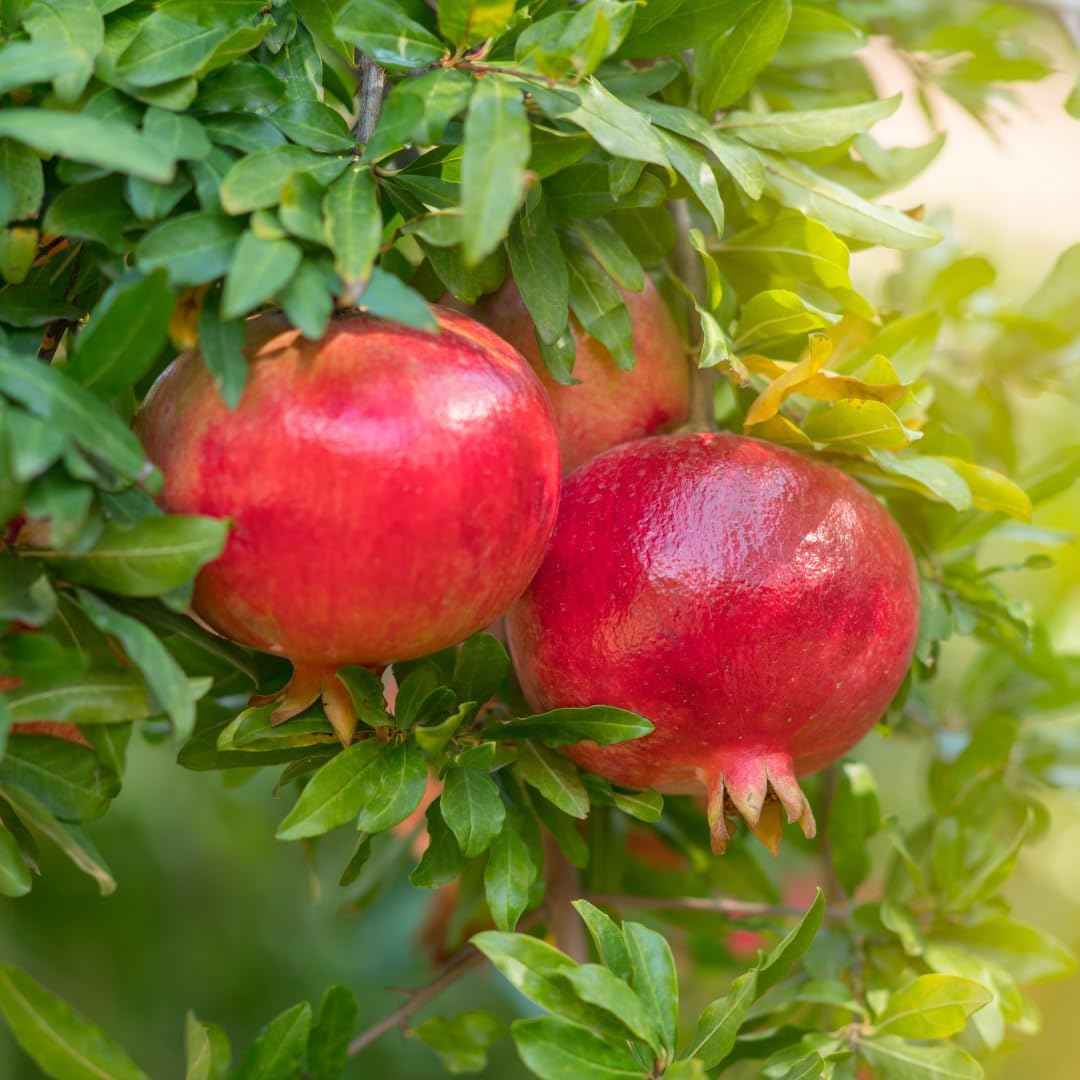Sweet Pomegranate Tree Live Plant, Red Wonderful Pomegranate Tree Zone 8 to 11, Size 8 to 10 Inch Tall