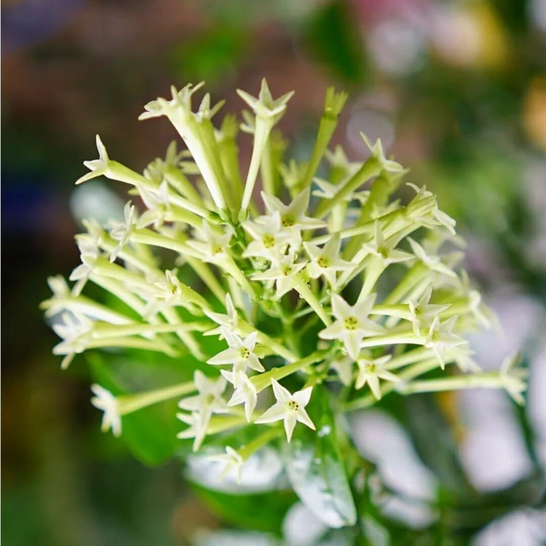 Night Blooming Jasmine Live Plant - Cestrum Nocturnum. Fragrant Flowering Shrub for Garden, Patio or Window (2 ngt.jas sacs)
