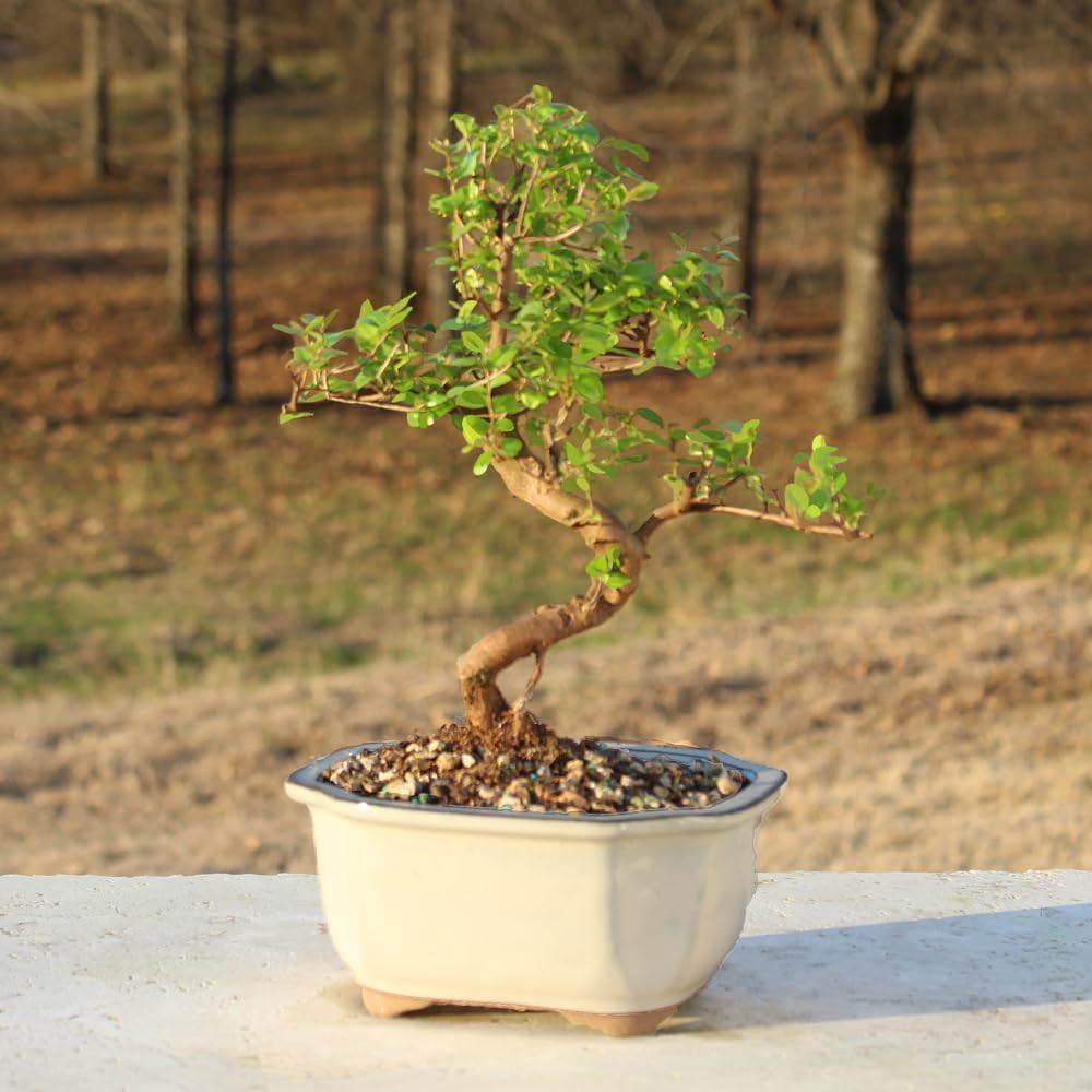 Brussel's Bonsai Live Chinese Sweet Plum Bonsai Tree - 5 Years, 6 to 10 in - Indoor Bonsai in Ceramic Bonsai Pot