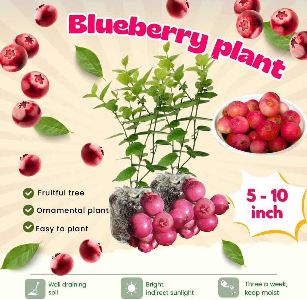 2 Pink Lemonade Blueberry Bush Live Plant, Blueberry Plants Live for Planting 5 to 8 Inch Tall, Sweet Blueberries Fruit Seedlings