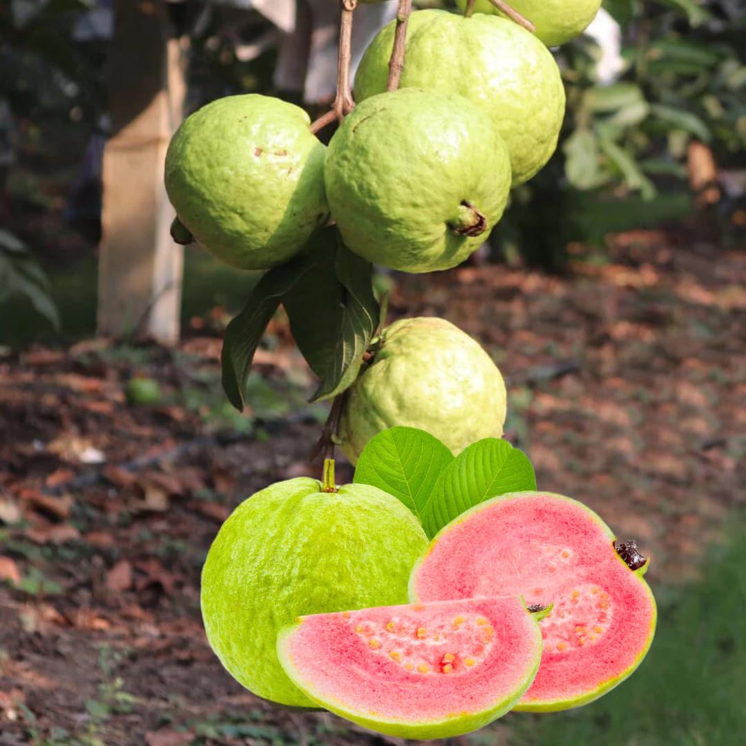 Pink Guava Tree Live Plant Starter Size, 7-12" in Tall, Outdoor Tropical Fruit Tree Fragrant and Sweet, Dormant in Winter