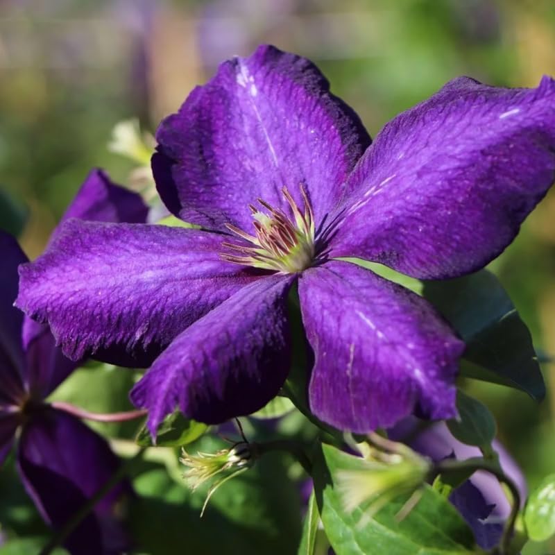 Deep Purple Clematis Vine Plant Live for Planting, Clematis Plant Live in 2.5 Inches Pot, Clematis Flowers Perennial