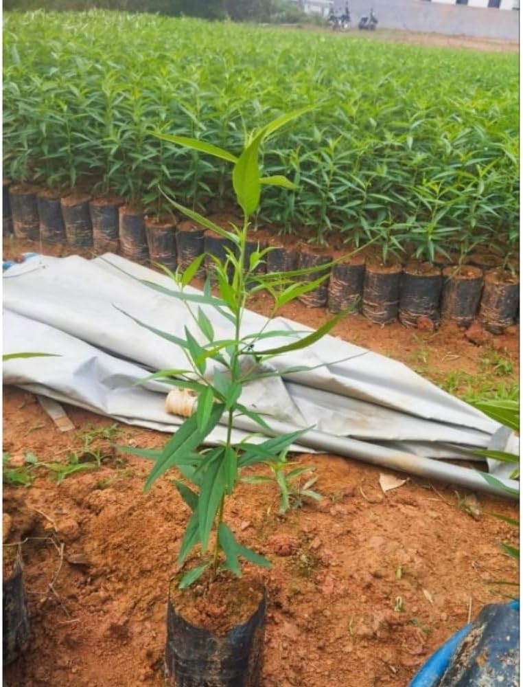 Grafted Peach Tree Live Plant, Well Rooted Peach Plant 1 Feet Tall for Planting Outdoor, Dormant, Ready to Bear Fruit Within 1-2 Years (Belle of Georgia)