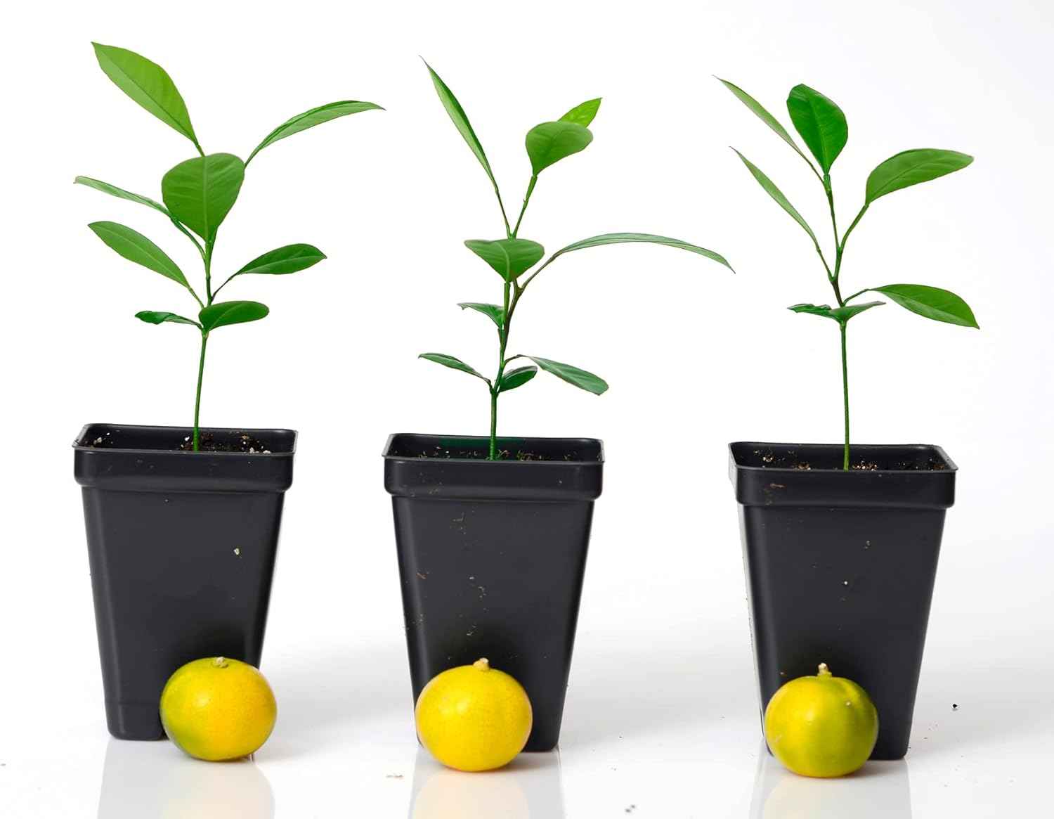 Calamondin Orange Tree Starter Plant. Citrus mitis. 3'' - 5''