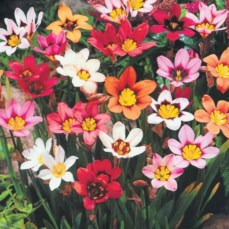 Complete Flower Bulb Garden - 75 Bulbs for 50 Days of Continuous Blooms (Summer Color from July Through October) - Easy to Grow Summer Planting Bulbs by Willard & May