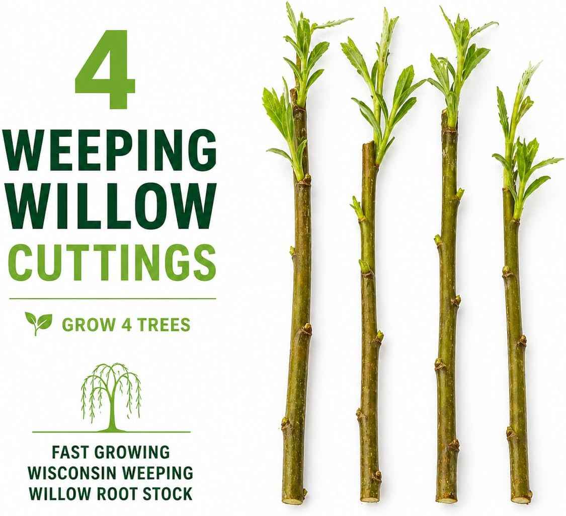 4 Bright Green Weeping Willow Cuttings - Grow 4 Trees - Wisconsin Weeping Willow Root Stock - Fast Growing – Easy to Grow Outdoor Trees – Shade, Privacy Screen, Backyard Landscaping