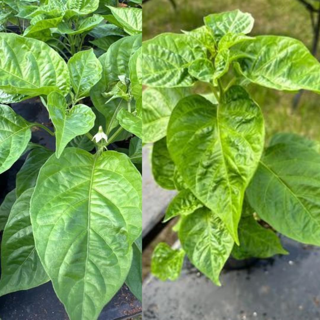 2 Red Chiltepin Pepper Chili Plants, Hot Red Plant Live, 120 Days Old Pepper for Planting