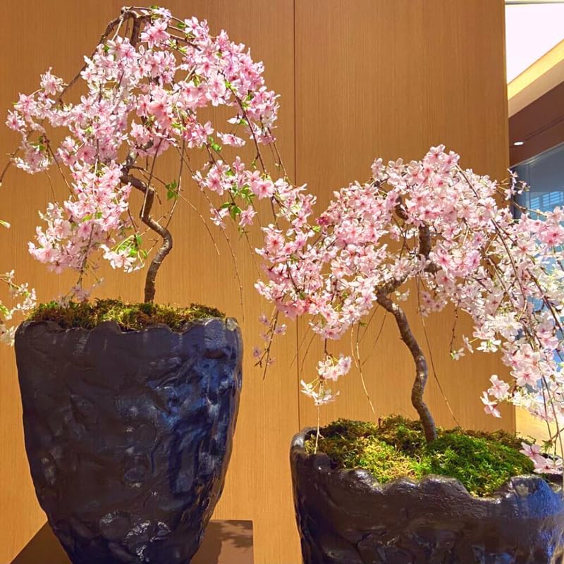 Live Cherry Blossoms Tree Plant, Kwanzan Flowering Cherry Blossom in 2.5 Inches Pot, Dormant in Winter, Perennial Bloom, 9 Months Old Trees