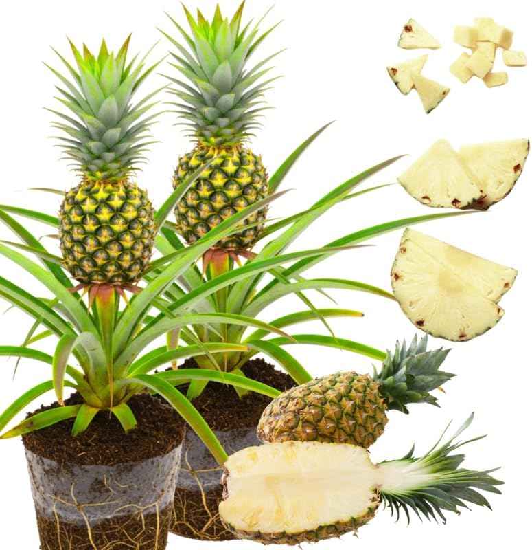 Pack 2 White Jade Pineapple Plants Live, Tropical Fruit for Spring Plant, Well-Rooted 4 to 8 Inch Tall for Planting Outdoor Full Sun