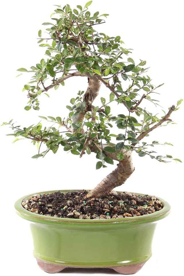 Brussel's Bonsai Live Chinese Elm Bonsai Tree, Outdoor - Medium, 7 Years Old, 8 to 10 inches Tall - Includes Decorative Ceramic Bonsai Pot