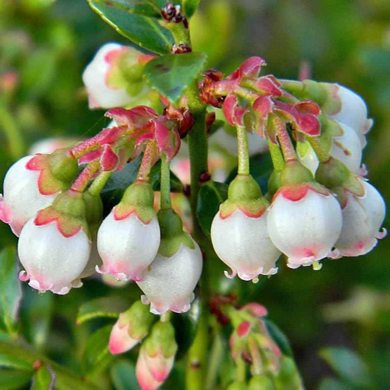 2 Pink Lemonade Blueberry Bush Live Plant, Blueberry Plants Live for Planting 5 to 8 Inch Tall, Sweet Blueberries Fruit Seedlings