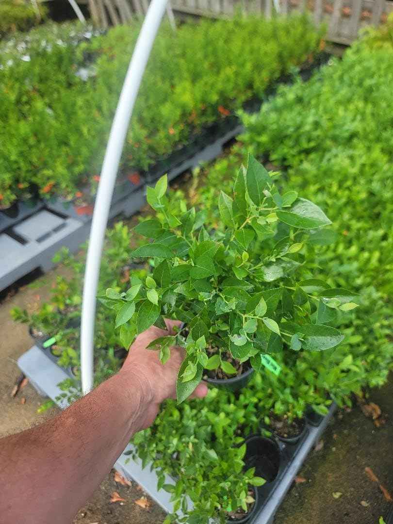 Mini Blues Blueberry Bush - Live Plant - (1 QT)