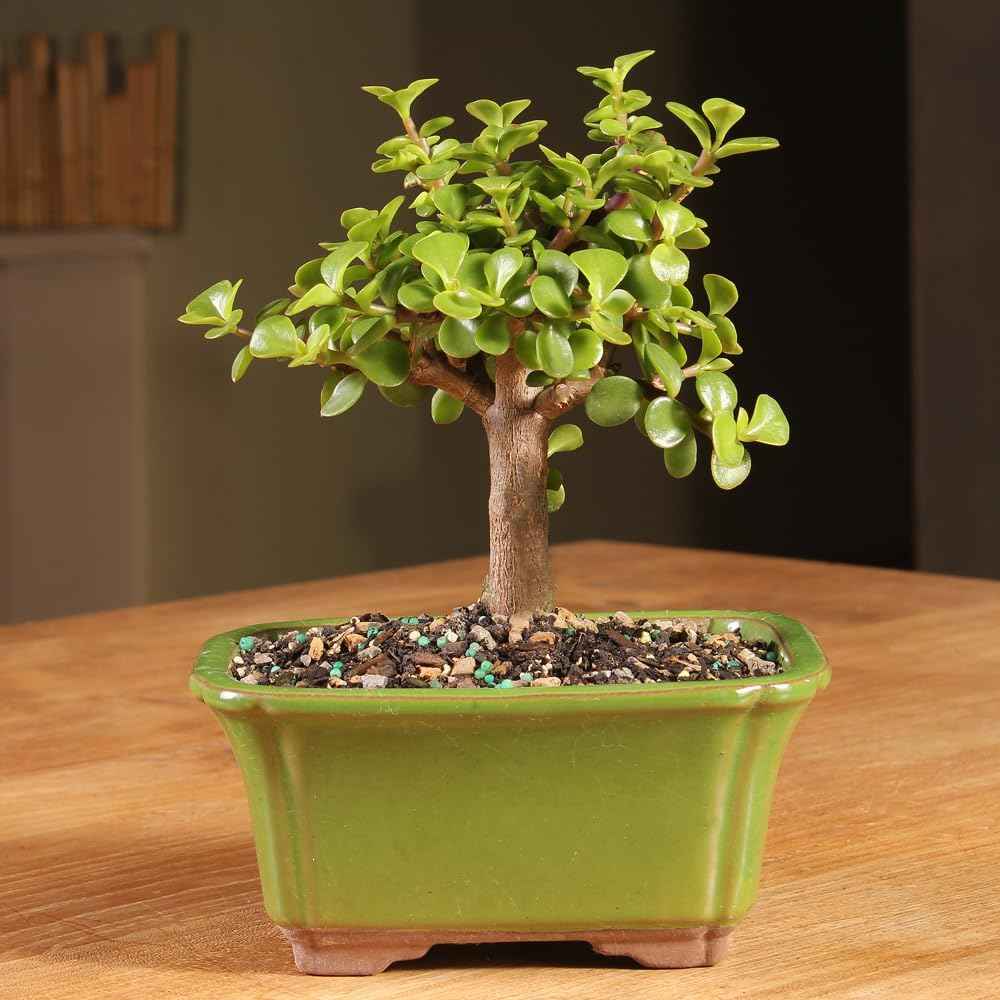 Brussel's Bonsai - Live Dwarf Jade Bonsai Tree in a Ceramic Bonsai Pot, Indoor Succulent Houseplant, 3 Years Old, 5-8 Inches Tall, Easy Care Plant for Home or Office (Small)