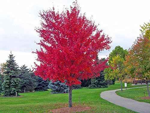 American Red Maple Shade Tree - Live Plant Shipped 2 to 3 Feet Tall by DAS Farms
