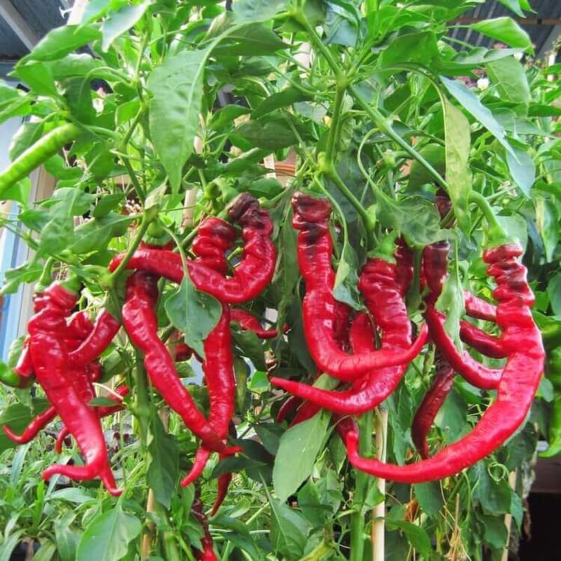 Set 2 Red Long and Hot Pepper Live Plants, 90 Days Old Live Pepper Chili Plant for Spring Planting