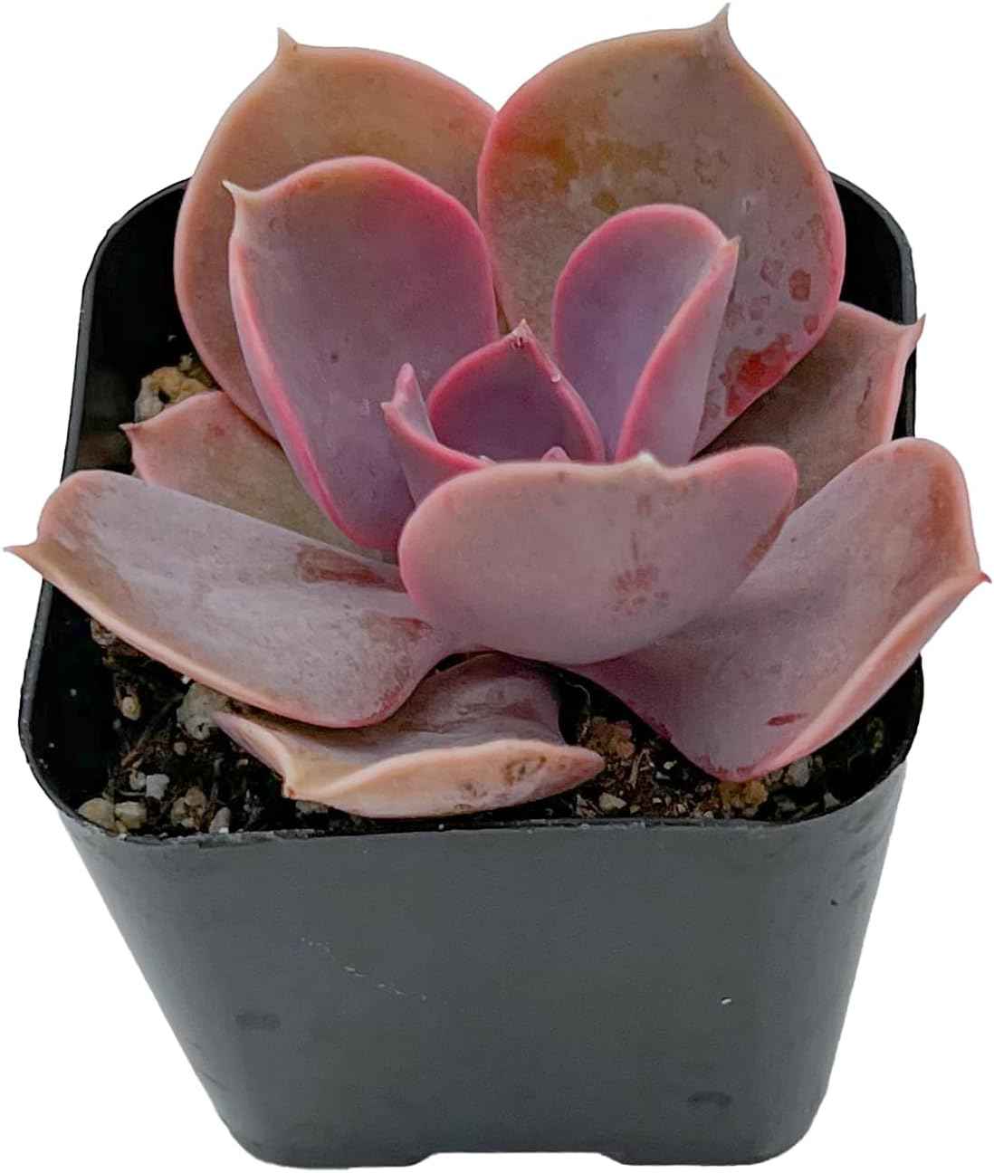 2" Live Succulent Echeveria 'Perle von Nürnberg', Fully Rooted Potted Plant, Easy Care & Drought Tolerant, Indoor Houseplant for Home Decor