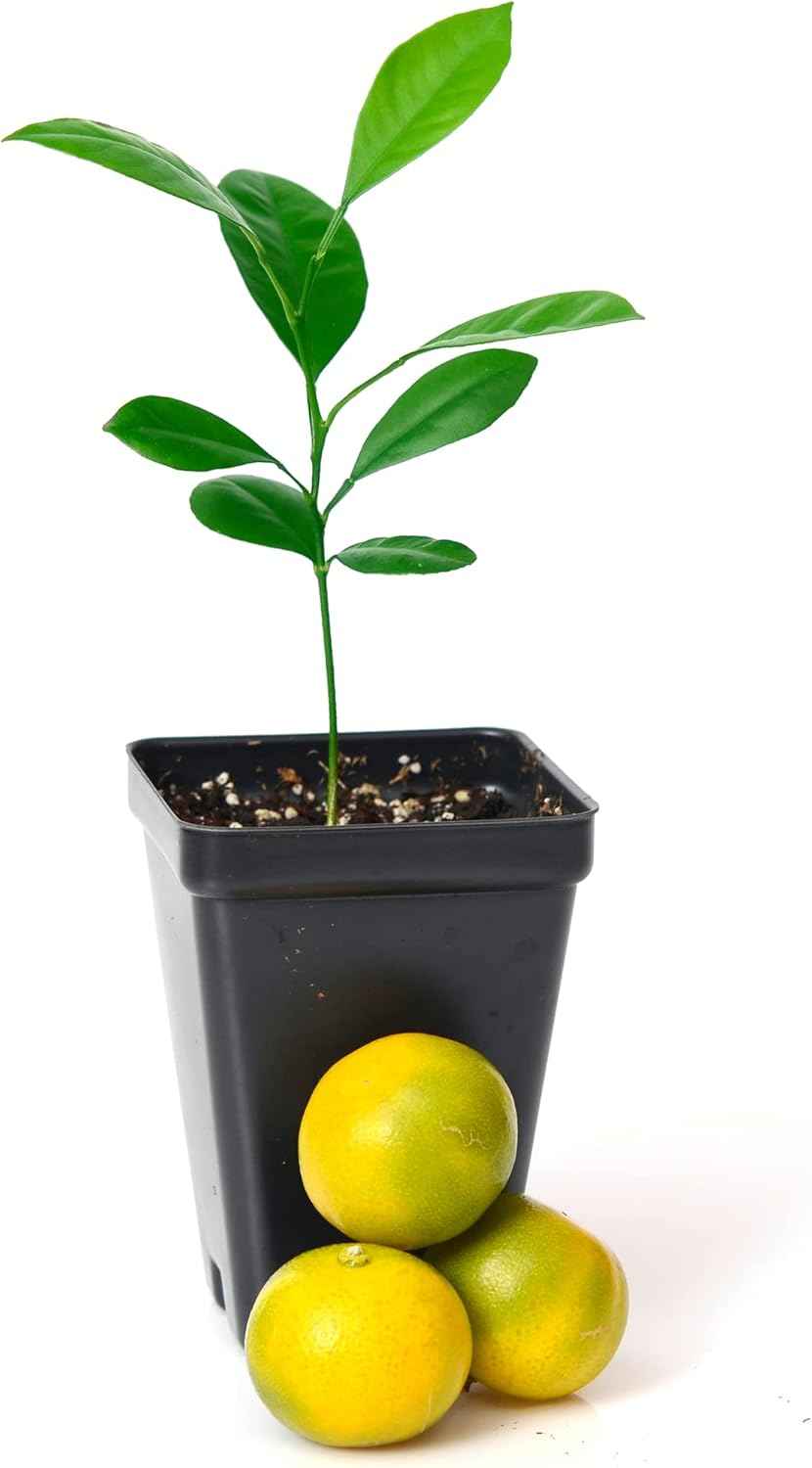 Calamondin Orange Tree Starter Plant. Citrus mitis. 3'' - 5''