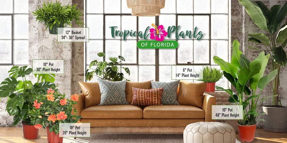 Tropical Plants of Florida - Red Hibiscus Bush Dwarf - Flowering Plants Live - 12" to 16" Overall Height - 1 Gallon Planter (Plant Only)