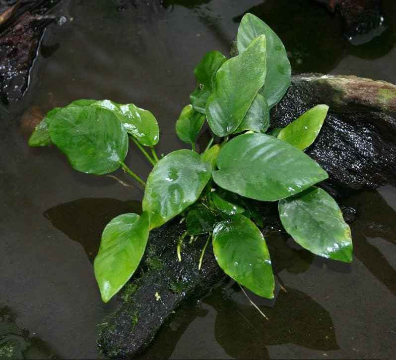 Potted Anubias Plants | Live Freshwater Aquatic Plants for Aquariums and Terrariums - Low Light, Low Maintenance (Anubias Barteri, 1, Count)