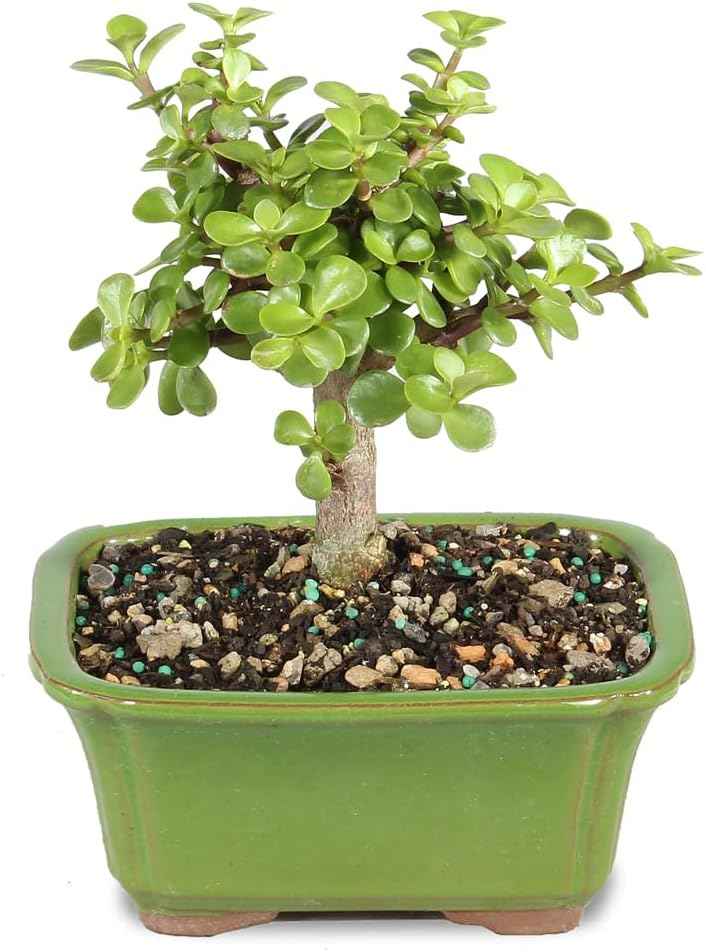 Brussel's Bonsai - Live Dwarf Jade Bonsai Tree in a Ceramic Bonsai Pot, Indoor Succulent Houseplant, 3 Years Old, 5-8 Inches Tall, Easy Care Plant for Home or Office (Small)