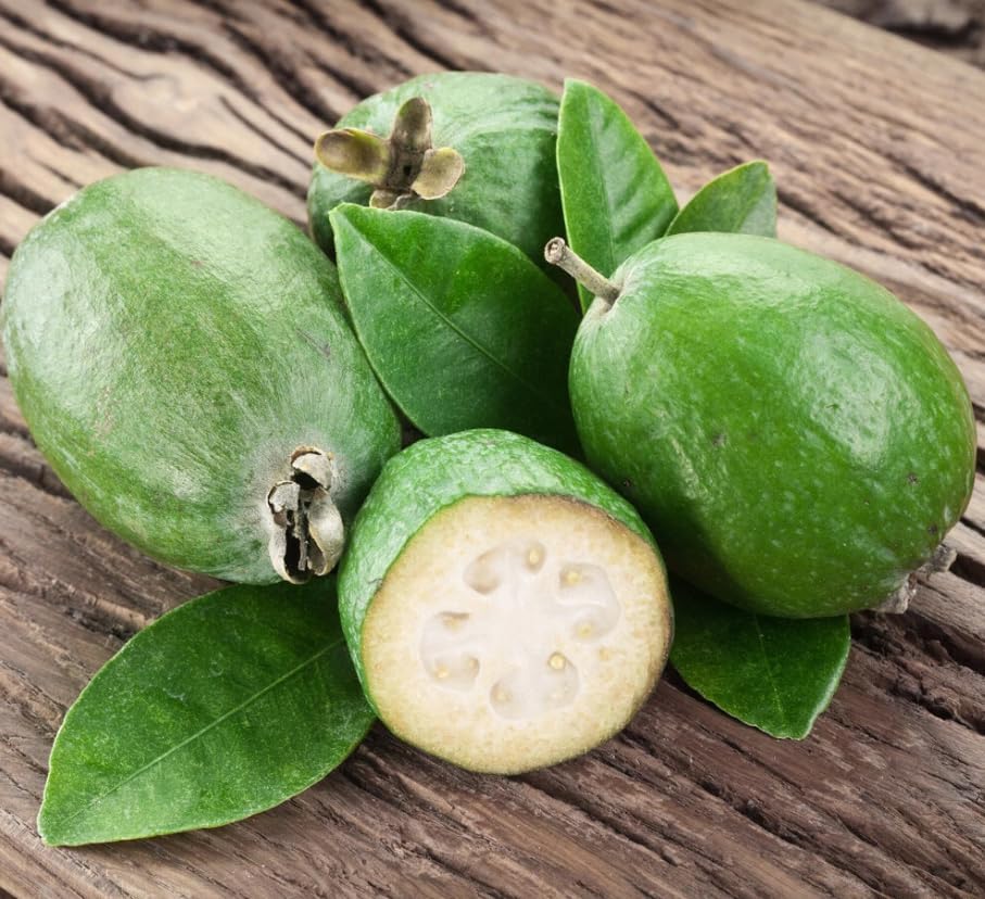 Pineapple Guava Tree Live Plant, Sweet Guavas Plant Tropical Fruit Tree 4-6 Inch Tall