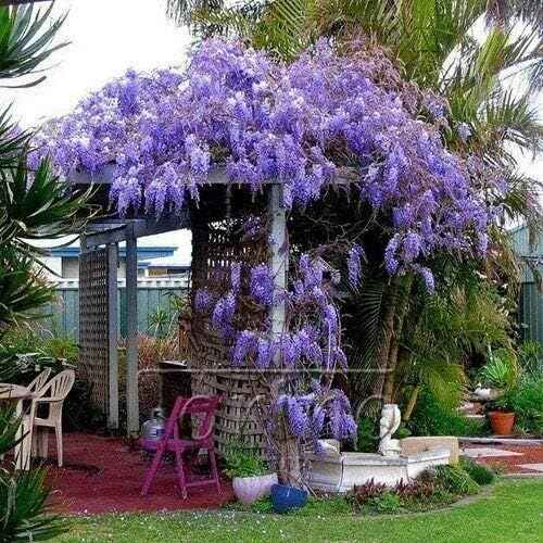 2 Blue Flowering Chinese Wisteria Vines - 12-18" Tall Live Plants - Wisteria Seedlings - Wisteria sinensis - (2 Pack)
