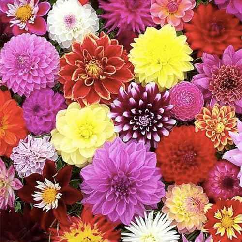 Eveline Dahlia - 5 Gallon Size Bareroot Tuber…