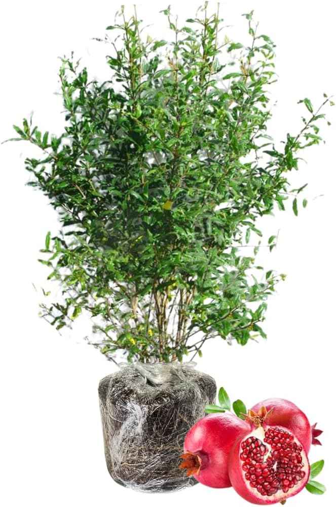 Sweet Pomegranate Tree Live Plant, Red Wonderful Pomegranate Tree Zone 8 to 11, Size 8 to 10 Inch Tall