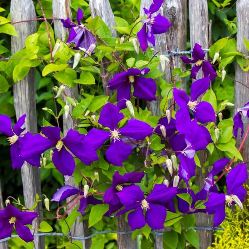 Deep Purple Clematis Vine Plant Live for Planting, Clematis Plant Live in 2.5 Inches Pot, Clematis Flowers Perennial