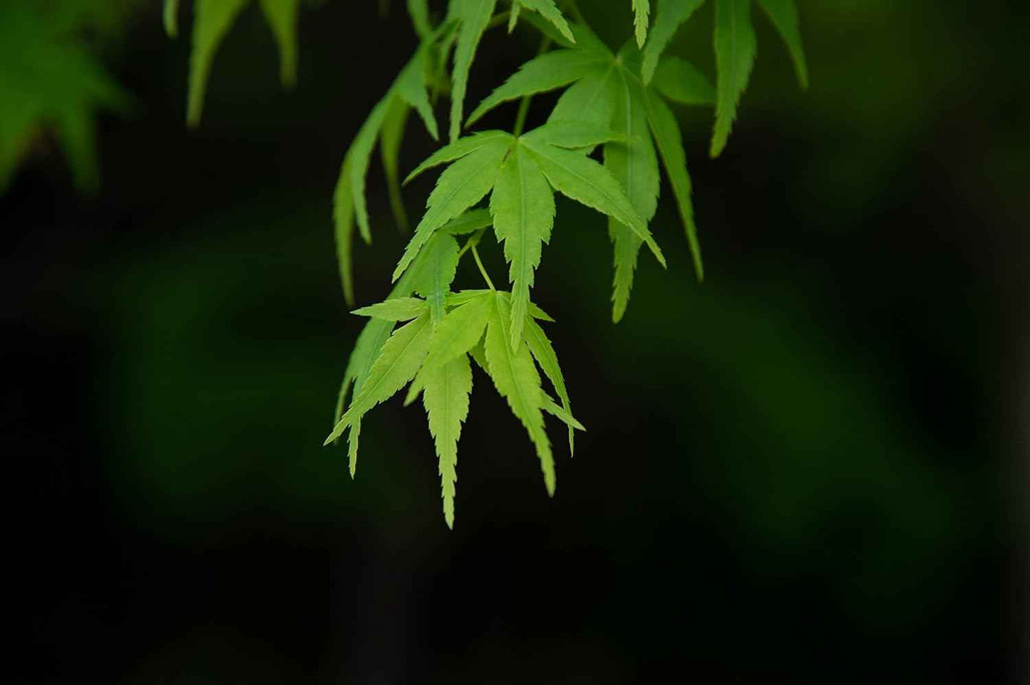 Japanese Maple | Small Tree Seedling | The Jonsteen Company