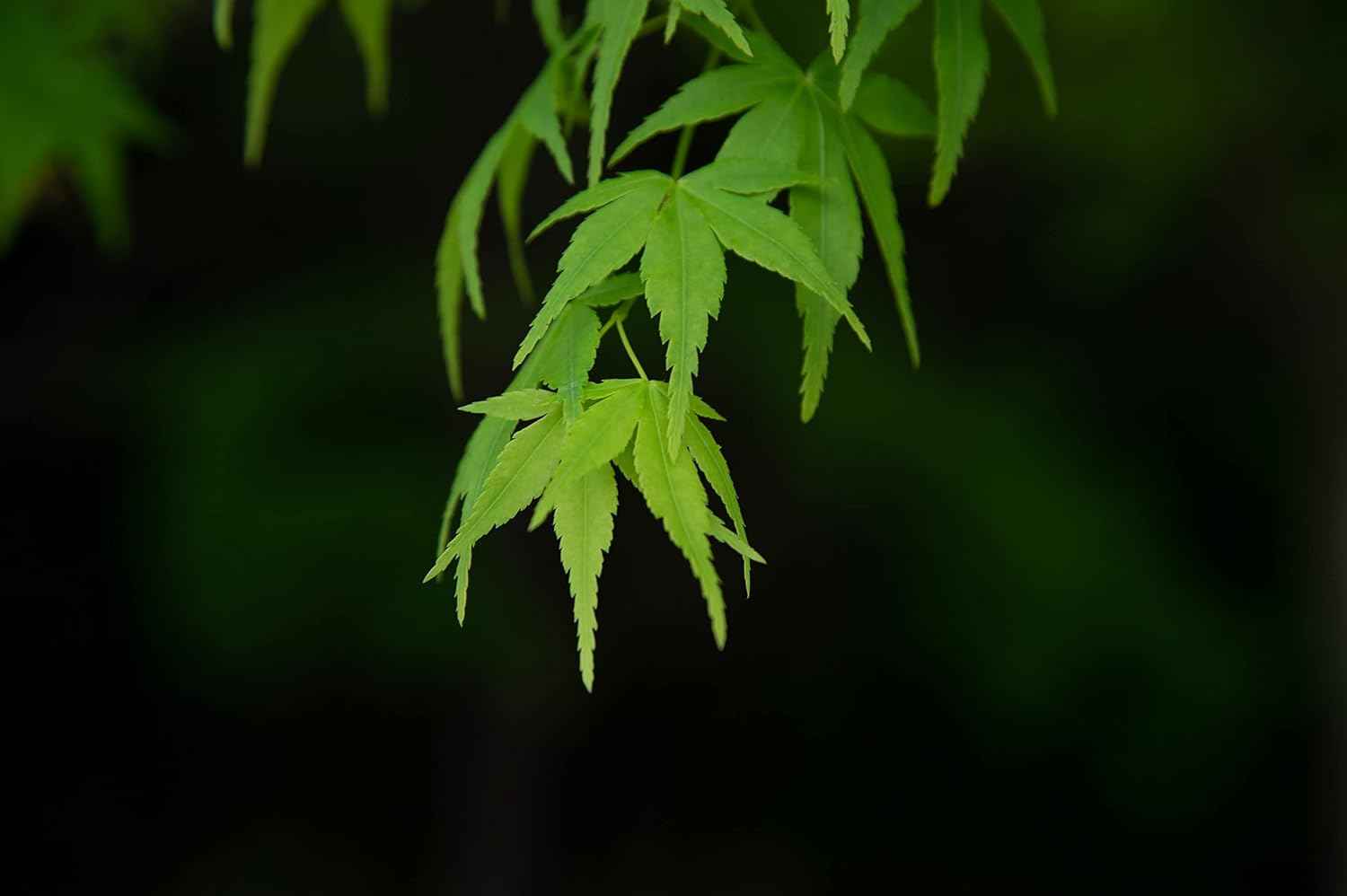 Japanese Maple | Small Tree Seedling | The Jonsteen Company