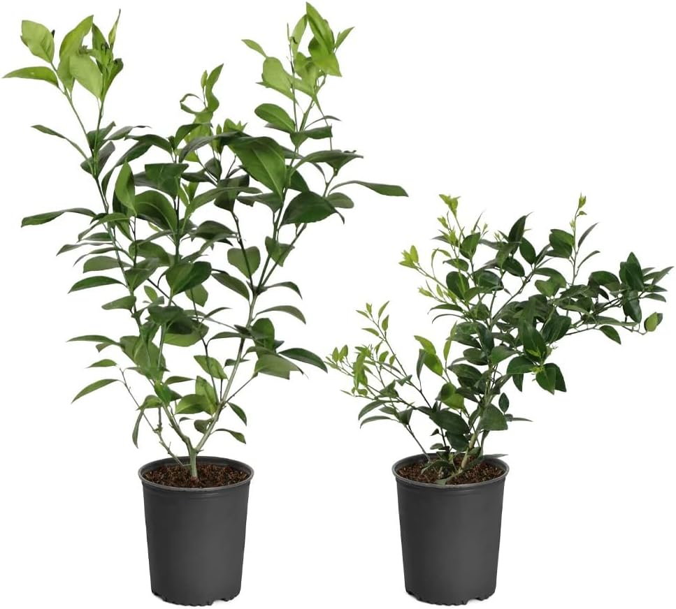 Brighter Blooms - Key Lime Bush, 1 Gallon - No Shipping to AK, AL, AZ, CA, FL, GA, HI, LA, MS, OR, TX