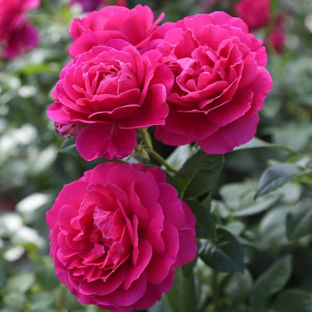 Heirloom Hybrid Tea Roses, Live Own Root Plant for Outdoor Garden, Pretty Lady Rose™, Moderately Fragrant, Hardiness Zones: 6-10, Continual Blooming