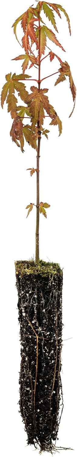 Japanese Maple | Small Tree Seedling | The Jonsteen Company