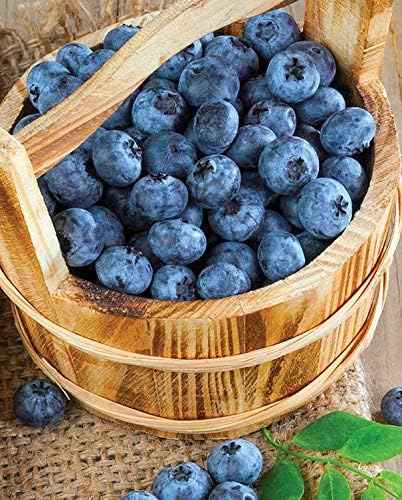 Bluecrop Blueberry Live Plant, Garden Ready