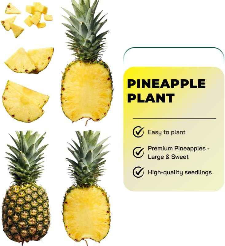 Pack 2 White Jade Pineapple Plants Live, Tropical Fruit for Spring Plant, Well-Rooted 4 to 8 Inch Tall for Planting Outdoor Full Sun