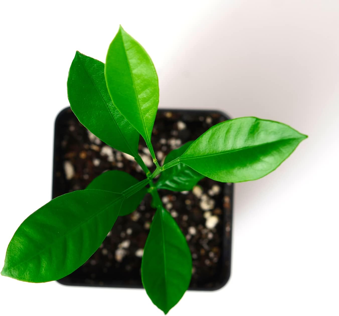 Calamondin Orange Tree Starter Plant. Citrus mitis. 3'' - 5''