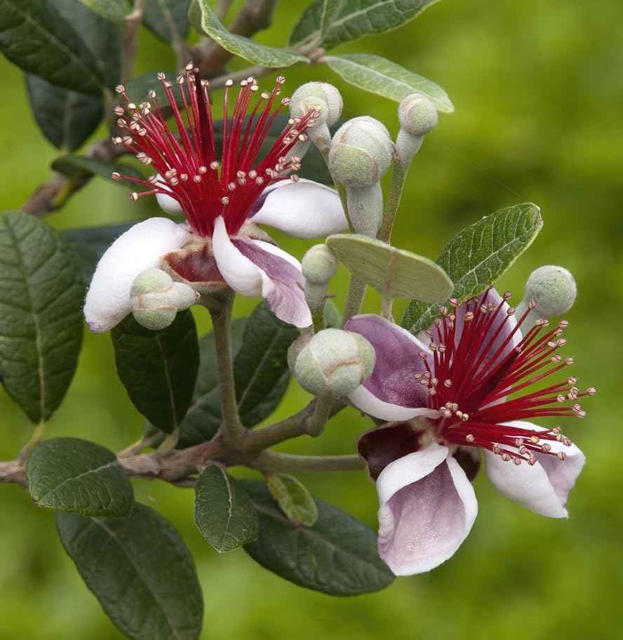 Pineapple Guava Tree Live Plant, Sweet Guavas Plant Tropical Fruit Tree 4-6 Inch Tall