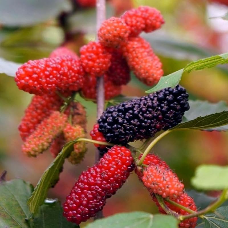 Dwarf Mulberry Tree Live Plant, Hardy Well Rooted 4-8'' Tall, Mulberry Fruit Tree for Indoor Outdoor Spring Planting Mulberries