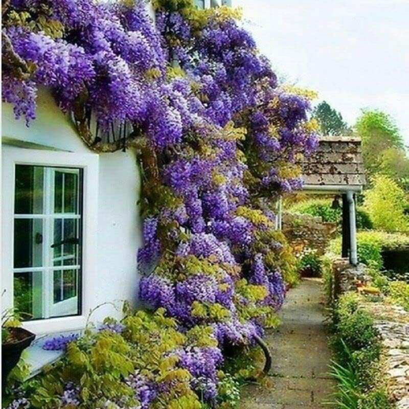 2 Blue Flowering Chinese Wisteria Vines - 12-18" Tall Live Plants - Wisteria Seedlings - Wisteria sinensis - (2 Pack)