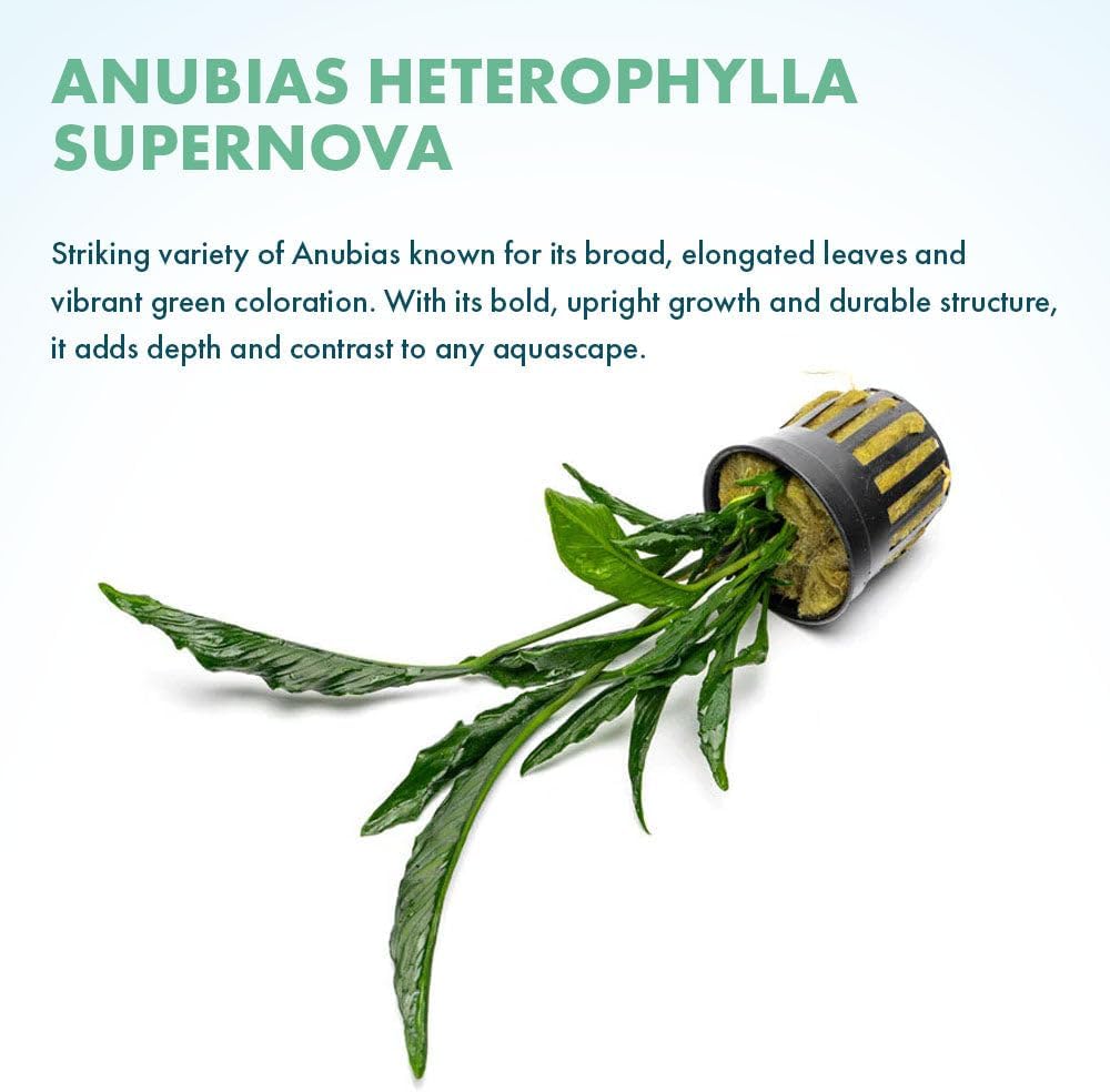 Live Jungle Plants - Anubias Heterophylla ‘Supernova’ - Large Leaf Rhizome Plant for Midground to Background Freshwater Aquascapes, Low Light Accent - Pot