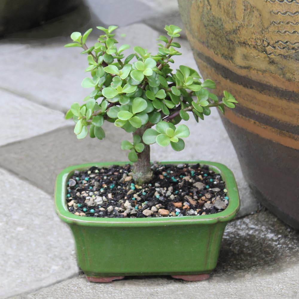 Brussel's Bonsai - Live Dwarf Jade Bonsai Tree in a Ceramic Bonsai Pot, Indoor Succulent Houseplant, 3 Years Old, 5-8 Inches Tall, Easy Care Plant for Home or Office (Small)
