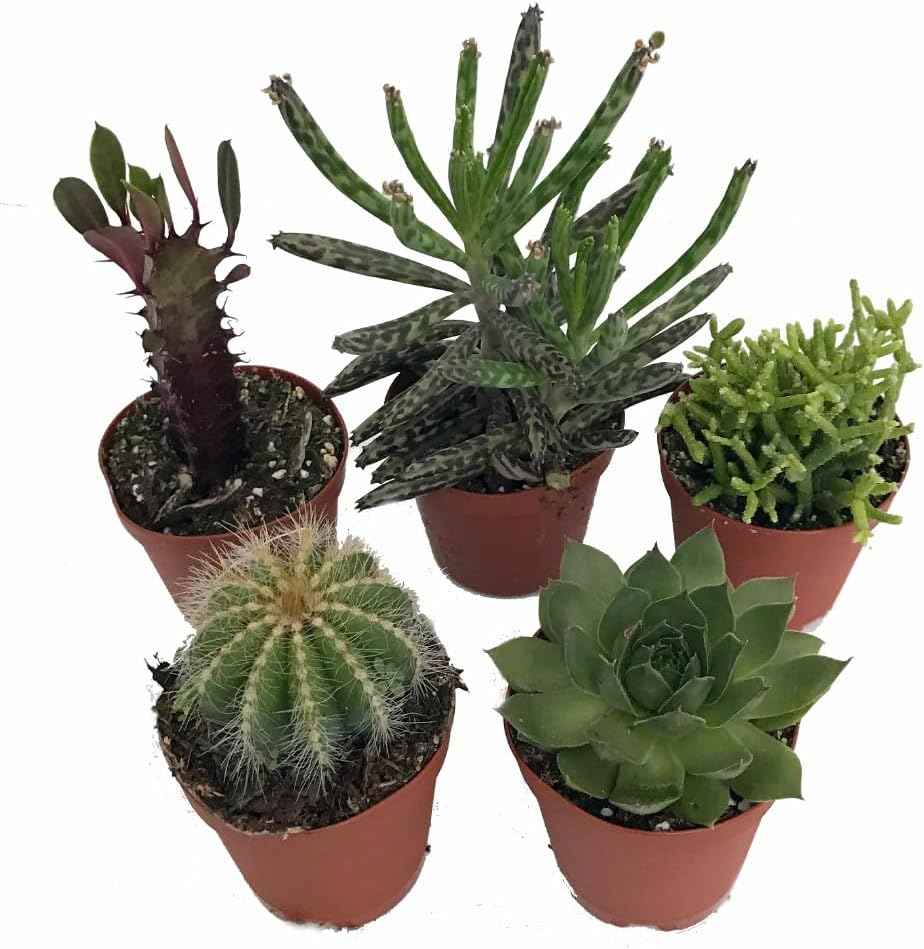 Instant Cactus/Succulent Collection - 5 Plants -Terrarium/Fairy Garden- 2" pots