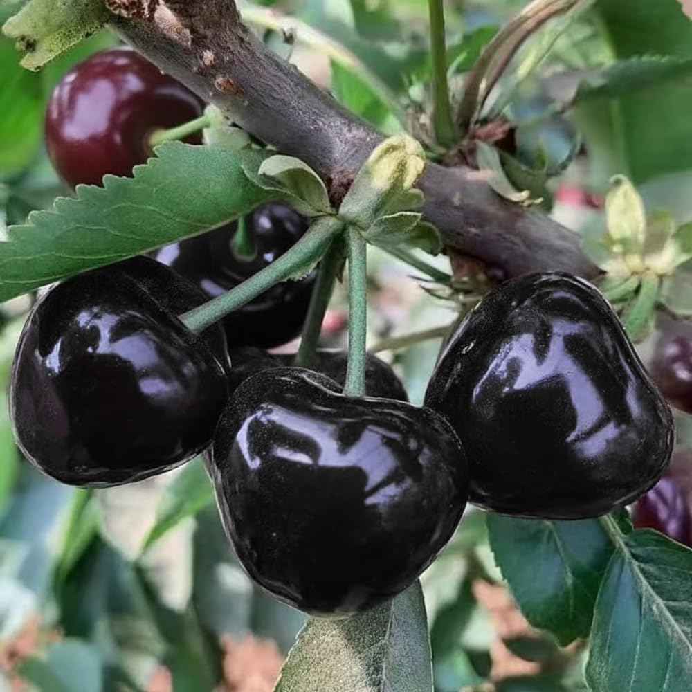 Black Cherry Tree Live Plant, 1 Year Old Sweet Cherry in Quart Pot, Hardy Fruit Shade Tree for Garden or Landscape