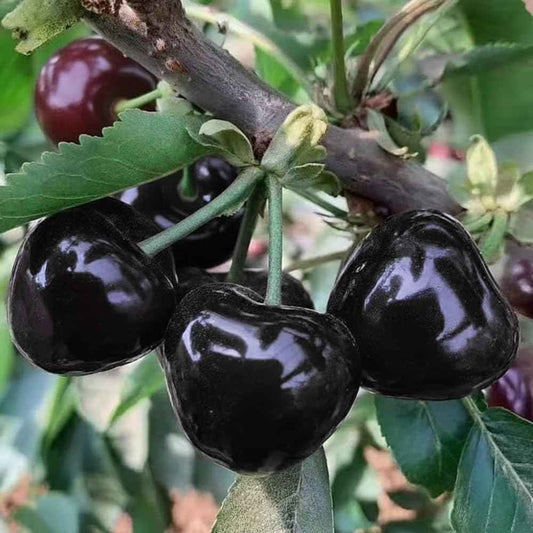 Black Cherry Tree Live Plant, 1 Year Old Sweet Cherry in Quart Pot, Hardy Fruit Shade Tree for Garden or Landscape