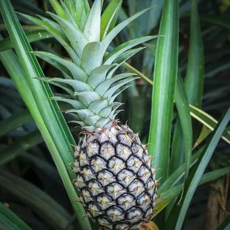 Pack 2 White Jade Pineapple Plants Live, Tropical Fruit for Spring Plant, Well-Rooted 4 to 8 Inch Tall for Planting Outdoor Full Sun